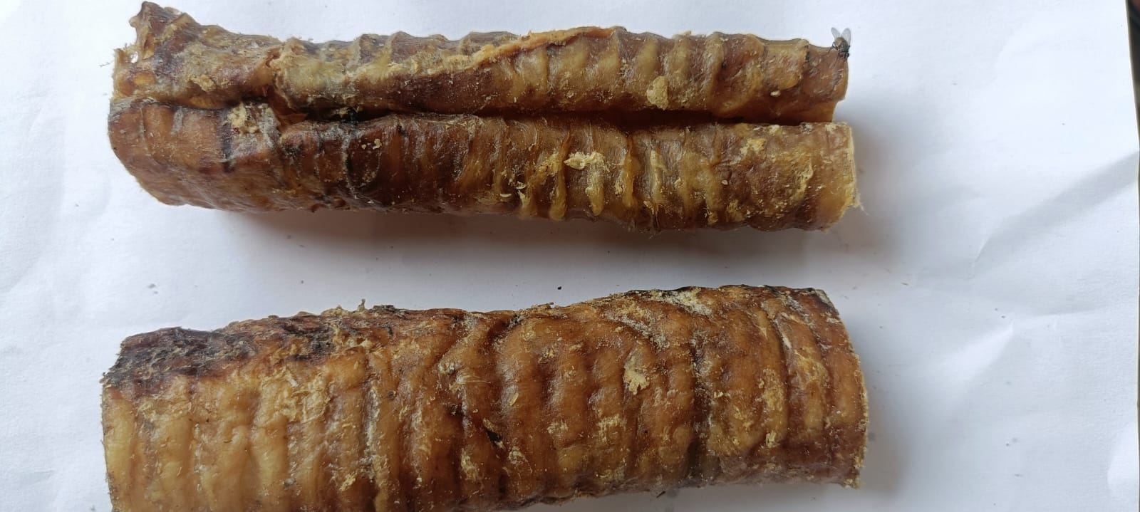 Trachea